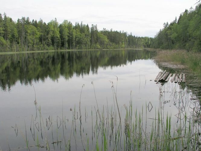 Maakond: Ida-Virumaa Veekogu nimi: Kõnnu Pikkjärv Pildistamise aeg: 31. mai 2003 Pildistaja: H. Timm Pildistamise koht: teadmata Asimuut: