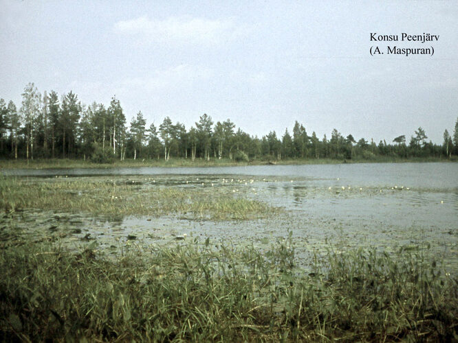 Maakond: Ida-Virumaa Veekogu nimi: Konsu Peenjärv Pildistamise aeg: teadmata Pildistaja: A. Maspuran Pildistamise koht: teadmata Asimuut: