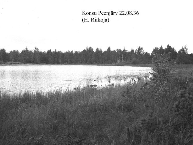 Maakond: Ida-Virumaa Veekogu nimi: Konsu Peenjärv Pildistamise aeg: 22. august 1936 Pildistaja: H. Riikoja Pildistamise koht: teadmata Asimuut: