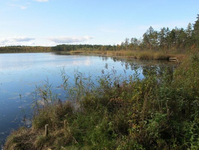 Maakond: Ida-Virumaa Veekogu nimi: Konsu Peenjärv Pildistamise aeg: 30. september 2010 Pildistaja: H. Timm Pildistamise koht: teadmata Asimuut: