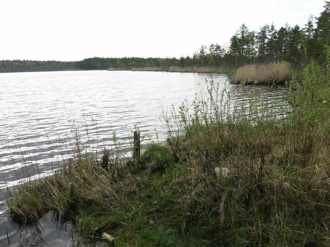 Maakond: Ida-Virumaa Veekogu nimi: Konsu Peenjärv Pildistamise aeg: 14. mai 2013 Pildistaja: H. Timm Pildistamise koht: teadmata Asimuut: