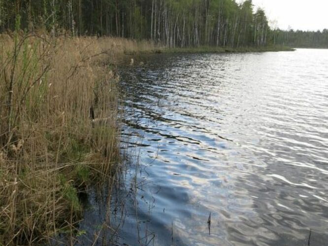 Maakond: Ida-Virumaa Veekogu nimi: Konsu Peenjärv Pildistamise aeg: 14. mai 2013 Pildistaja: H. Timm Pildistamise koht: teadmata Asimuut: