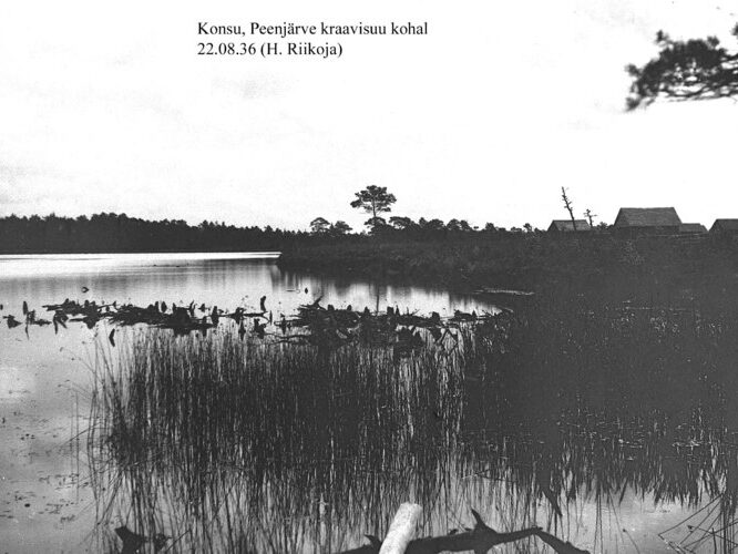 Maakond: Ida-Virumaa Veekogu nimi: Konsu järv Pildistamise aeg: 22. august 1936 Pildistaja: H. Riikoja Pildistamise koht: Peenj Asimuut: