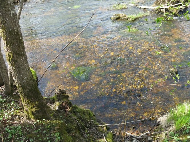 Maakond: Harjumaa Veekogu nimi: Kuivajõgi Pildistamise aeg: 29. aprill 2014 Pildistaja: H. Timm Pildistamise koht: alamjooks Asimuut: