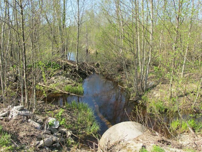 Maakond: Ida-Virumaa Veekogu nimi: Kulgu jõgi Pildistamise aeg: 12. mai 2010 Pildistaja: H. Timm Pildistamise koht: teadmata Asimuut: