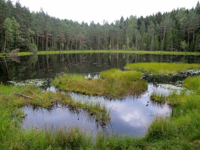 Maakond: Harjumaa Veekogu nimi: Kulli järv Pildistamise aeg: august 2010 Pildistaja: H. Timm Pildistamise koht: teadmata Asimuut: