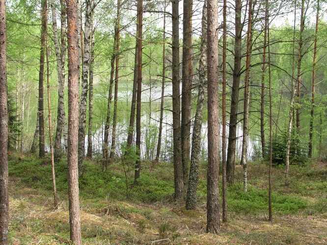 Maakond: Ida-Virumaa Veekogu nimi: Kuradijärv Pildistamise aeg: 23. mai 2006 Pildistaja: H. Timm Pildistamise koht: teadmata Asimuut: