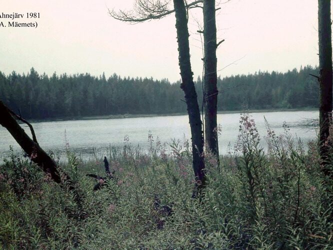 Maakond: Ida-Virumaa Veekogu nimi: Kurtna Ahnejärv Pildistamise aeg: 1981 Pildistaja: A. Mäemets Pildistamise koht: teadmata Asimuut: