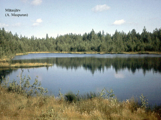 Maakond: Ida-Virumaa Veekogu nimi: Kurtna Mätasjärv Pildistamise aeg: teadmata Pildistaja: A. Maspuran Pildistamise koht: teadmata Asimuut: