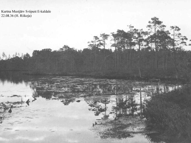 Maakond: Ida-Virumaa Veekogu nimi: Kurtna Mustjärv Pildistamise aeg: 22. august 1936 Pildistaja: H. Riikoja Pildistamise koht: S-tipust E-kaldale Asimuut: