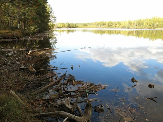 Maakond: Ida-Virumaa Veekogu nimi: Kurtna Mustjärv Pildistamise aeg: 24. september 2014 Pildistaja: H. Timm Pildistamise koht: teadmata Asimuut: