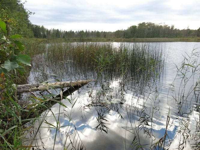 Maakond: Ida-Virumaa Veekogu nimi: Kurtna Suurjärv Pildistamise aeg: 24. september 2014 Pildistaja: H. Timm Pildistamise koht: teadmata Asimuut: