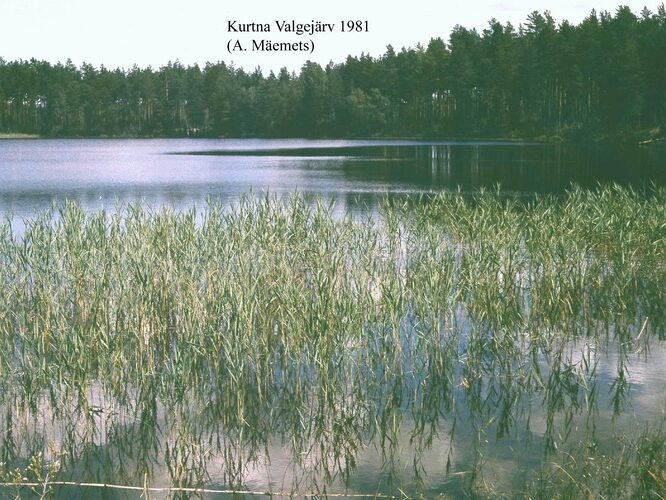 Maakond: Ida-Virumaa Veekogu nimi: Kurtna Valgejärv Pildistamise aeg: 1981 Pildistaja: A. Mäemets Pildistamise koht: teadmata Asimuut: