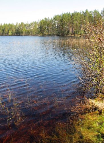 Maakond: Ida-Virumaa Veekogu nimi: Kurtna Valgejärv Pildistamise aeg: 12. mai 2010 Pildistaja: H. Timm Pildistamise koht: teadmata Asimuut: