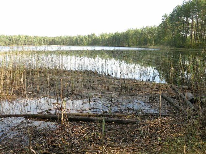 Maakond: Ida-Virumaa Veekogu nimi: Kurtna Valgejärv Pildistamise aeg: 25. september 2014 Pildistaja: H. Timm Pildistamise koht: teadmata Asimuut: