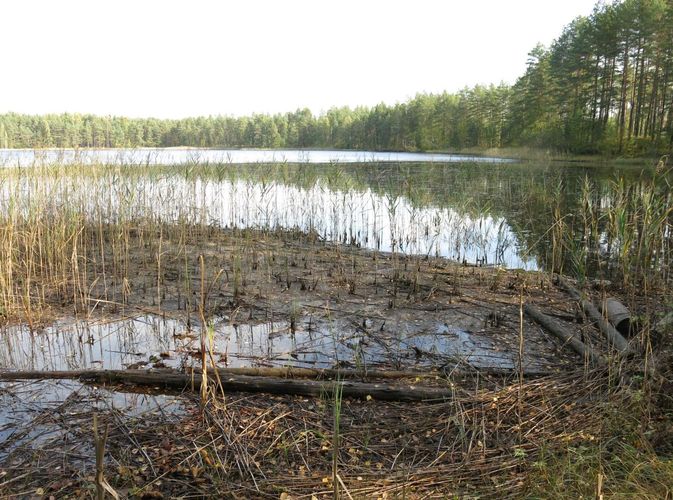 Maakond: Ida-Virumaa Veekogu nimi: Kurtna Valgejärv Pildistamise aeg: 25. september 2014 Pildistaja: H. Timm Pildistamise koht: teadmata Asimuut: