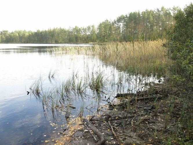 Maakond: Ida-Virumaa Veekogu nimi: Kurtna Valgejärv Pildistamise aeg: 25. september 2014 Pildistaja: H. Timm Pildistamise koht: teadmata Asimuut: