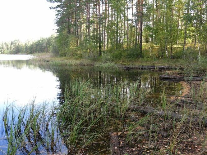 Maakond: Ida-Virumaa Veekogu nimi: Kurtna Valgejärv Pildistamise aeg: 25. september 2014 Pildistaja: H. Timm Pildistamise koht: teadmata Asimuut: