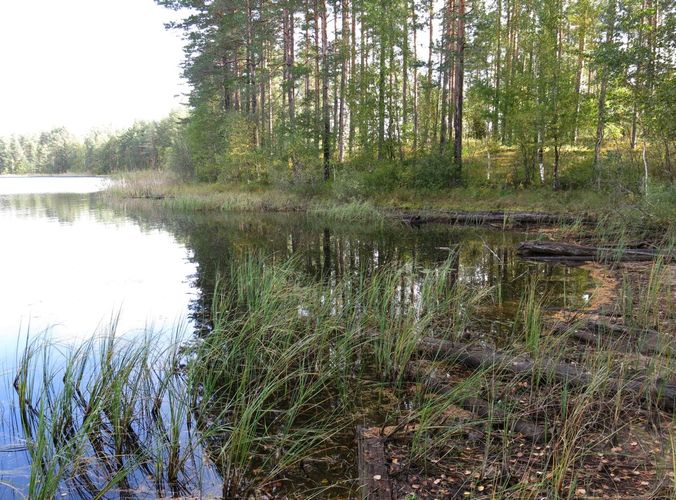 Maakond: Ida-Virumaa Veekogu nimi: Kurtna Valgejärv Pildistamise aeg: 25. september 2014 Pildistaja: H. Timm Pildistamise koht: teadmata Asimuut: