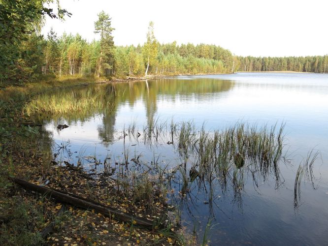 Maakond: Ida-Virumaa Veekogu nimi: Kurtna Valgejärv Pildistamise aeg: 25. september 2014 Pildistaja: H. Timm Pildistamise koht: teadmata Asimuut: