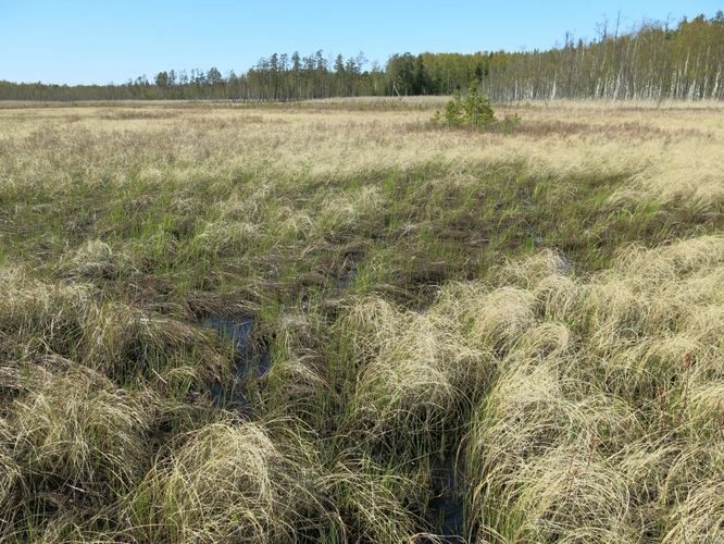 Maakond: Hiiumaa Veekogu nimi: Lehtma Suurjärv Pildistamise aeg: 15. mai 2014 Pildistaja: H. Timm Pildistamise koht: teadmata Asimuut: