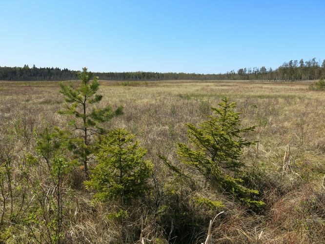 Maakond: Hiiumaa Veekogu nimi: Lehtma Suurjärv Pildistamise aeg: 15. mai 2014 Pildistaja: H. Timm Pildistamise koht: teadmata Asimuut: