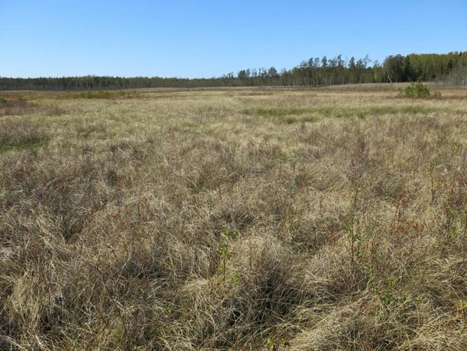 Maakond: Hiiumaa Veekogu nimi: Lehtma Suurjärv Pildistamise aeg: 15. mai 2014 Pildistaja: H. Timm Pildistamise koht: teadmata Asimuut: