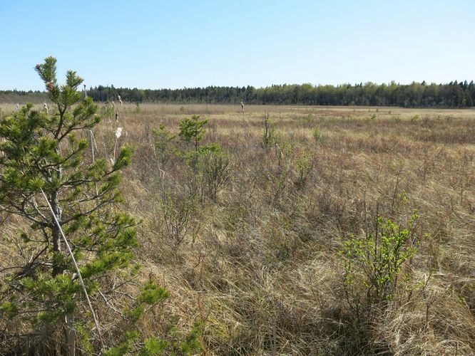 Maakond: Hiiumaa Veekogu nimi: Lehtma Suurjärv Pildistamise aeg: 15. mai 2014 Pildistaja: H. Timm Pildistamise koht: teadmata Asimuut: