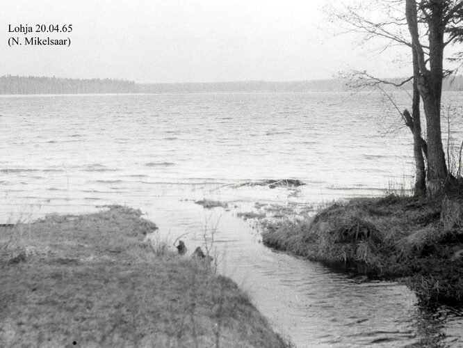 Maakond: Harjumaa Veekogu nimi: Lohja järv Pildistamise aeg: 20. aprill 1965 Pildistaja: N. Mikelsaar Pildistamise koht: teadmata Asimuut: