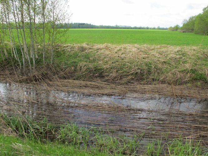 Maakond: Hiiumaa Veekogu nimi: Luguse jõgi Pildistamise aeg: 16. mai 2011 Pildistaja: H. Timm Pildistamise koht: Ühtri - Lelu Asimuut: