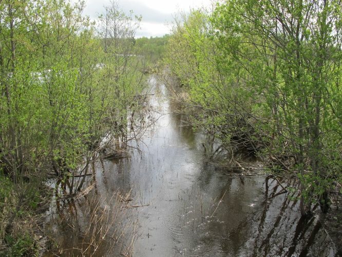 Maakond: Hiiumaa Veekogu nimi: Luguse jõgi Pildistamise aeg: 16. mai 2011 Pildistaja: H. Timm Pildistamise koht: Ühtri - Lelu Asimuut: