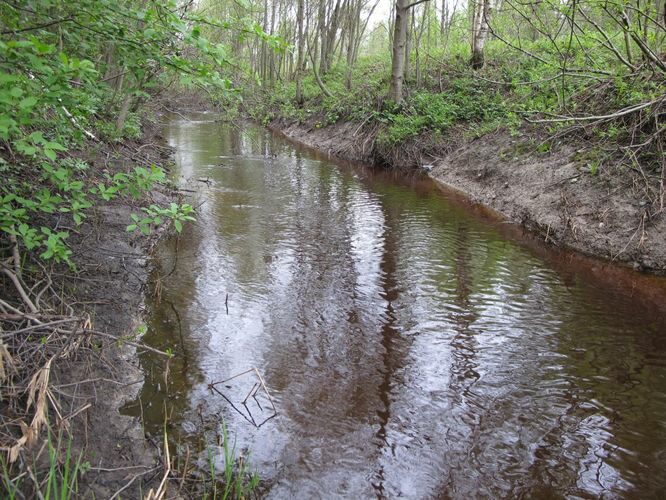 Maakond: Hiiumaa Veekogu nimi: Luguse jõgi Pildistamise aeg: 16. mai 2011 Pildistaja: H. Timm Pildistamise koht: ülemjooks Asimuut: