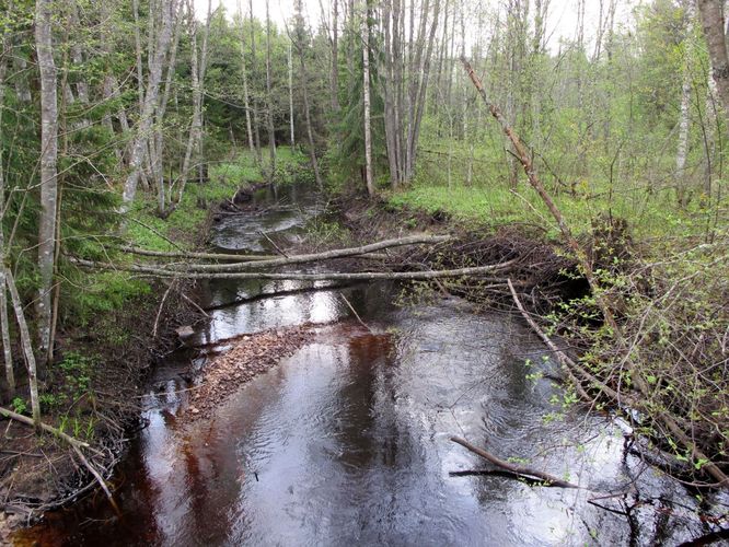 Maakond: Ida-Virumaa Veekogu nimi: Mäetaguse jõgi Pildistamise aeg: 13. mai 2010 Pildistaja: H. Timm Pildistamise koht: Vaabu - Varessaare tee Asimuut: