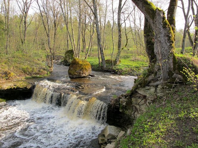 Maakond: Ida-Virumaa Veekogu nimi: Mägara oja Pildistamise aeg: 12. mai 2010 Pildistaja: H. Timm Pildistamise koht: Aluoja juga Asimuut: