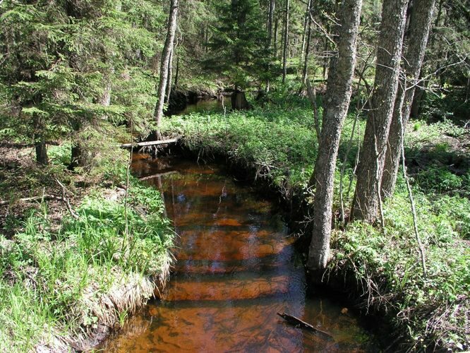 Maakond: Harjumaa Veekogu nimi: Metsaaluse oja Pildistamise aeg: 22. mai 2005 Pildistaja: H. Timm Pildistamise koht: teadmata Asimuut: