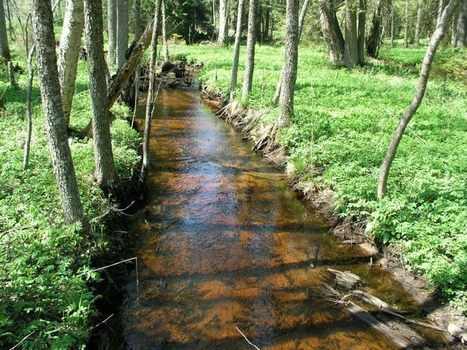 Maakond: Harjumaa Veekogu nimi: Metsaaluse oja Pildistamise aeg: 22. mai 2005 Pildistaja: H. Timm Pildistamise koht: teadmata Asimuut: