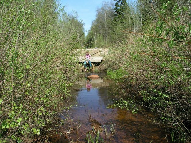 Maakond: Harjumaa Veekogu nimi: Metsaaluse oja Pildistamise aeg: 22. mai 2005 Pildistaja: H. Timm Pildistamise koht: teadmata Asimuut: