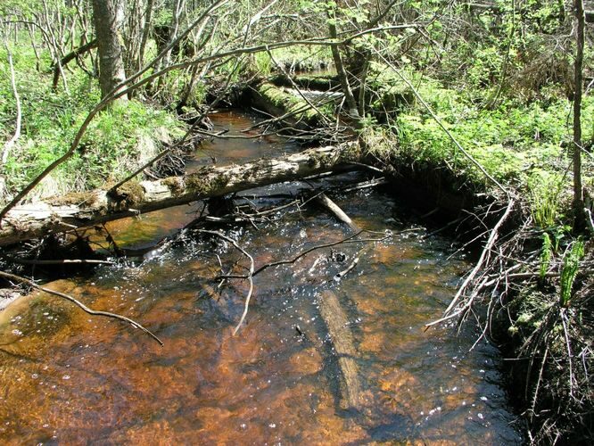 Maakond: Harjumaa Veekogu nimi: Metsaaluse oja Pildistamise aeg: 22. mai 2005 Pildistaja: H. Timm Pildistamise koht: teadmata Asimuut: