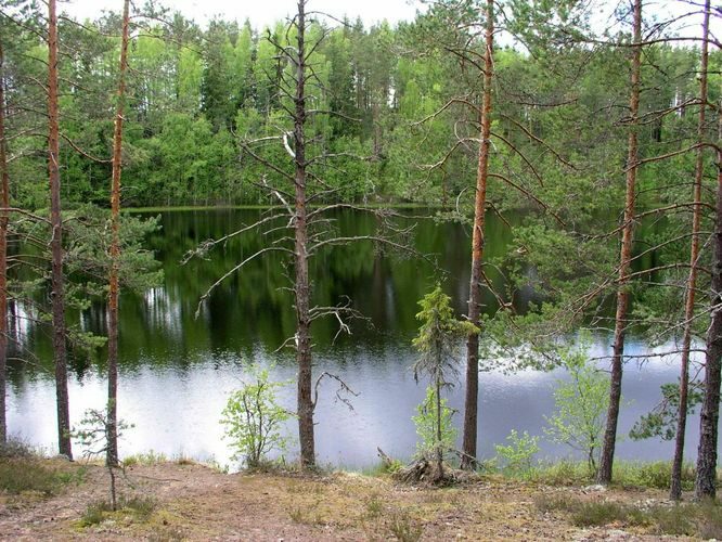 Maakond: Harjumaa Veekogu nimi: Metstoa Umerikjärv Pildistamise aeg: 24. mai 2004 Pildistaja: H. Timm Pildistamise koht: teadmata Asimuut: