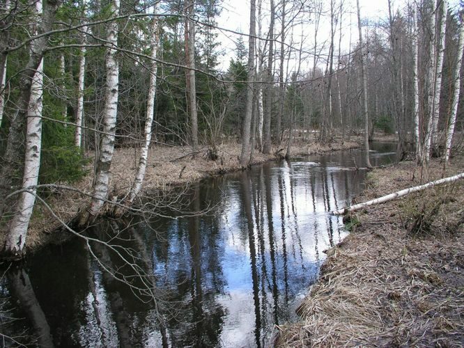 Maakond: Harjumaa Veekogu nimi: Mustjõgi Pildistamise aeg: 24. aprill 2003 Pildistaja: H. Timm Pildistamise koht: Aegviidu Asimuut: