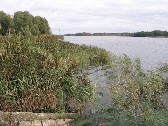 Maakond: Ida-Virumaa Veekogu nimi: Narva jõgi Pildistamise aeg: 5. oktoober 2006 Pildistaja: H. Timm Pildistamise koht: Mustajõe Asimuut: