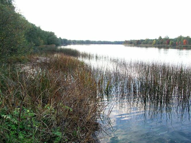 Maakond: Ida-Virumaa Veekogu nimi: Narva jõgi Pildistamise aeg: 6. oktoober 2006 Pildistaja: H. Timm Pildistamise koht: Siivertsi Asimuut: