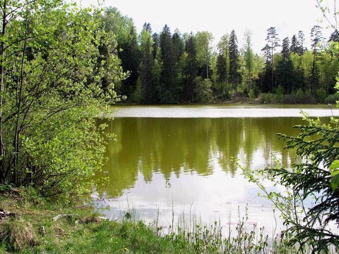 Maakond: Harjumaa Veekogu nimi: Nelijärve Vahejärv Pildistamise aeg: 24. mai 2004 Pildistaja: H. Timm Pildistamise koht: teadmata Asimuut: