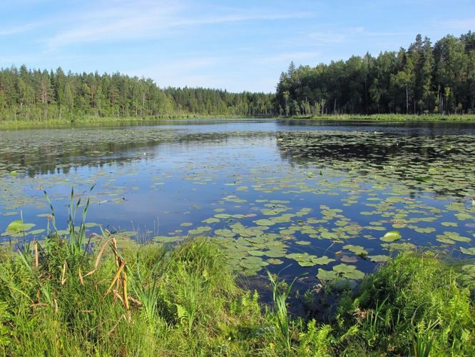 Maakond: Harjumaa Veekogu nimi: Nõmmoja Kalajärv Pildistamise aeg: august 2010 Pildistaja: H. Timm Pildistamise koht: teadmata Asimuut: