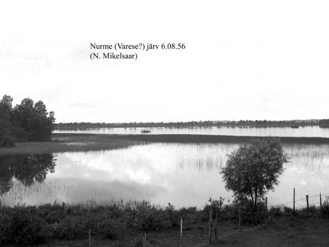 Maakond: Harjumaa Veekogu nimi: Nurme järv Pildistamise aeg: 6. august 1956 Pildistaja: N. Mikelsaar Pildistamise koht: teadmata Asimuut: