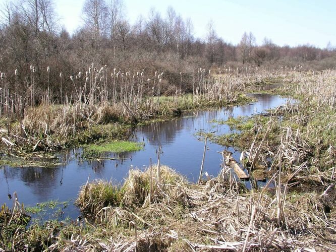 Maakond: Harjumaa Veekogu nimi: Pääsküla jõgi Pildistamise aeg: 27. aprill 2004 Pildistaja: H. Timm Pildistamise koht: raba Asimuut: