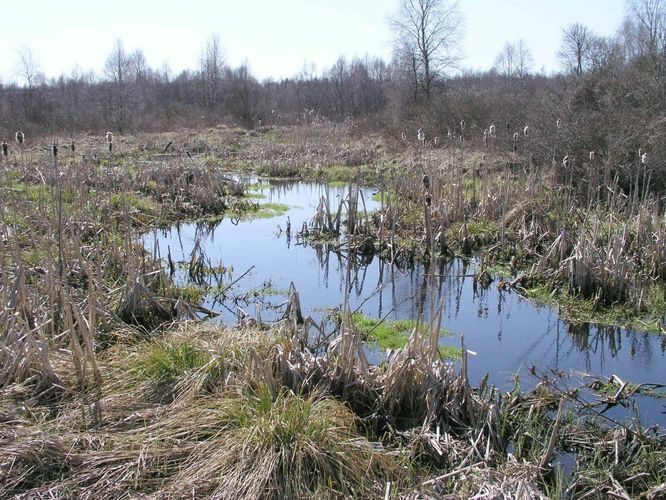 Maakond: Harjumaa Veekogu nimi: Pääsküla jõgi Pildistamise aeg: 27. aprill 2004 Pildistaja: H. Timm Pildistamise koht: raba Asimuut: