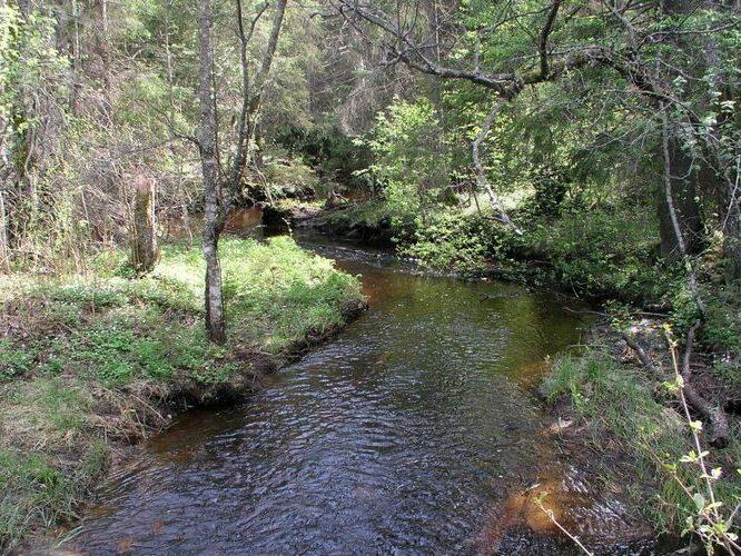 Maakond: Harjumaa Veekogu nimi: Pala oja Pildistamise aeg: 22. mai 2005 Pildistaja: H. Timm Pildistamise koht: Tõreska tee Asimuut: