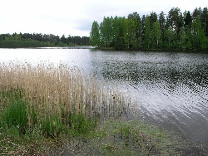 Maakond: Harjumaa Veekogu nimi: Paunküla veehoidla Pildistamise aeg: 19. mai 2008 Pildistaja: H. Timm Pildistamise koht: teadmata Asimuut: