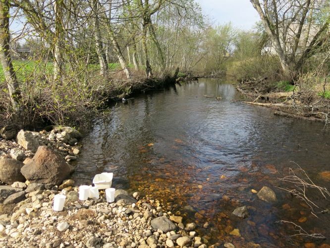 Maakond: Harjumaa Veekogu nimi: Pirita jõgi Pildistamise aeg: 29. aprill 2014 Pildistaja: H. Timm Pildistamise koht: Ardu Asimuut: